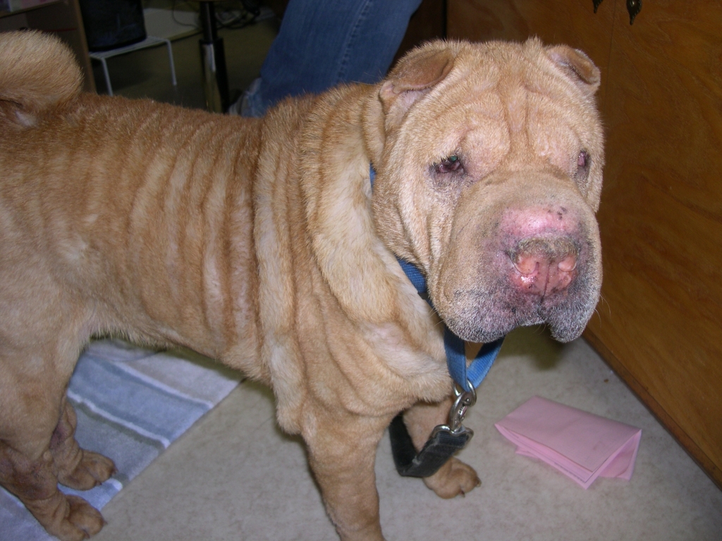 We love shar pei! We love shar pei!